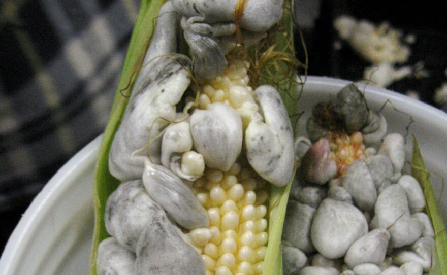 Huitlacoche growing on corn kernels in Mexico.