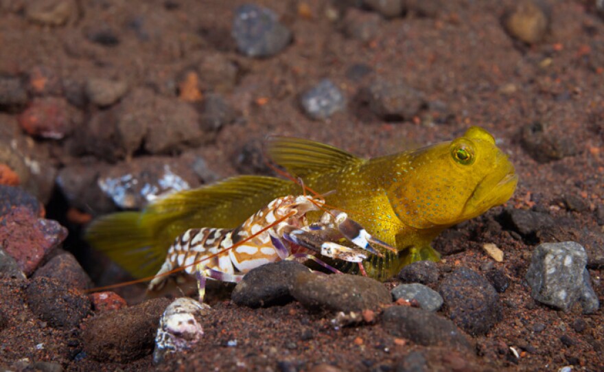 A yellow shrimp and banded prawn goby pair; the perfect housemates. The banded prawn goby lives with this blind snapping shrimp who is excavating their den. As pictured here, the shrimp always keeps an antennae touching the goby. The two communicate through this connection. Tulamben, Bali, Indonesia.
