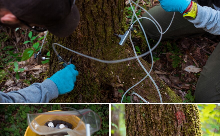 (Top) A hemlock tree is treated with a tree injection system - or tree IV - that delivers a chemical that kills the invasive aphid-like woolly adelgid. (Left) Supplies used to treat the hemlock trees are carried in plastic tubs. (Right) A hemlock tree is marked after being treated with an IV of a chemical that kills the invasive aphid. Trees need to be treated every 5-7 years.