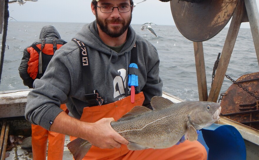 Zach Whitener, research associate at the Gulf of Maine Research Institute, holds a cod while collecting samples for a study.
