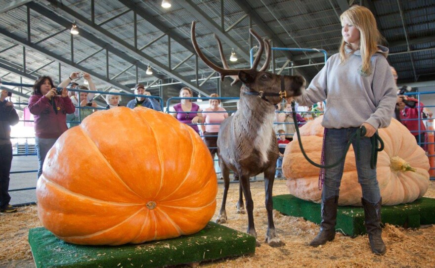 Ashleena Roberts holds a reindeer for scale next to a pumpkin in the Alaska State Fair giant pumpkin contest.