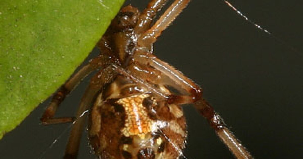 Brown widow spiders are killing off black widows in the southern US