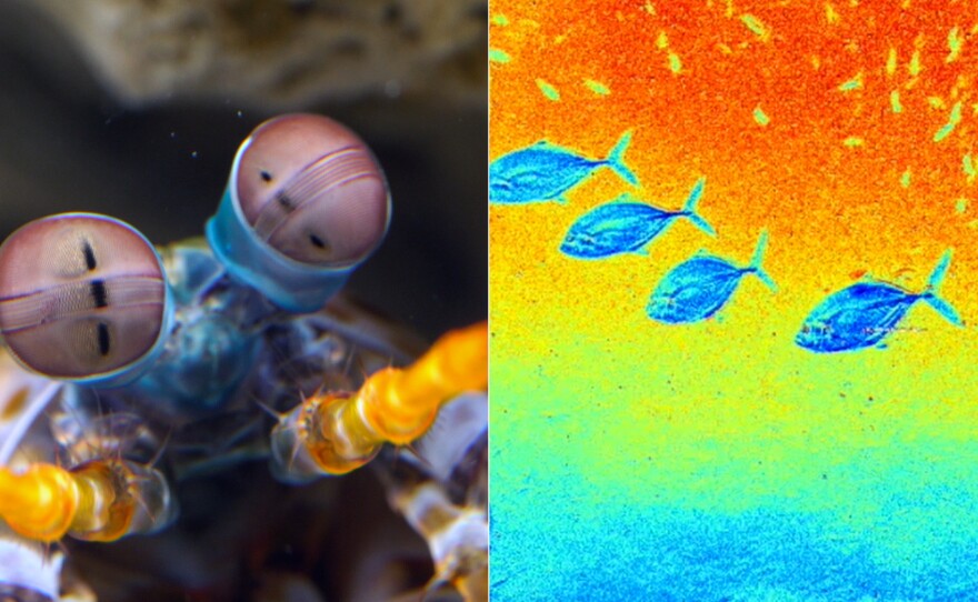 Mantis shrimp eyes can tell where polarized light is and where it isn't, which helps them detect fish scales, crabs and other prey in seawater.