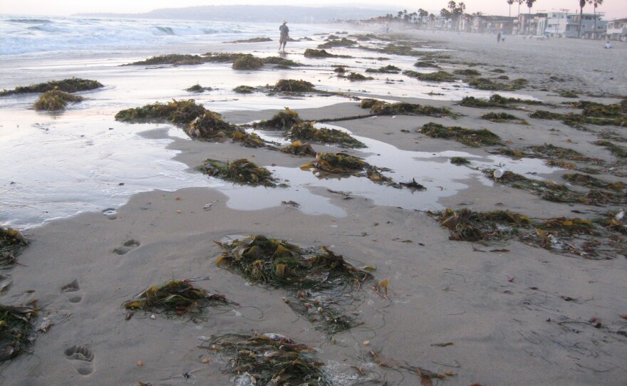 Some San Diego County beaches fared better than others in a national report on 2008 ocean water quality.