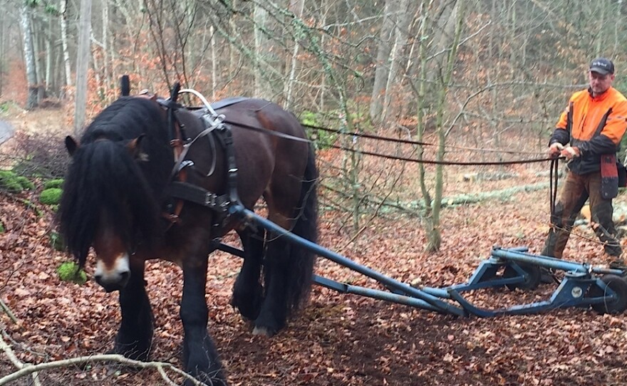 Jorgen Andersson, clearing trees with his horse, says he'd never thought of taking an Afghan refugee as an apprentice — especially one who'd never been in a forest before. But now, he says, "I'm happy to do that."