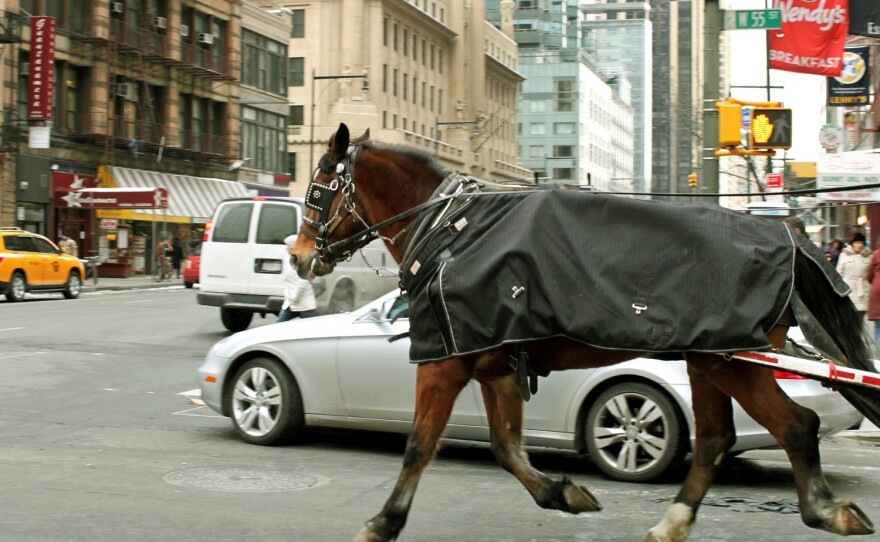 A carriage horse clops through traffic down 55th Street in Manhattan. Drivers say many of the horses came from abusive situations.