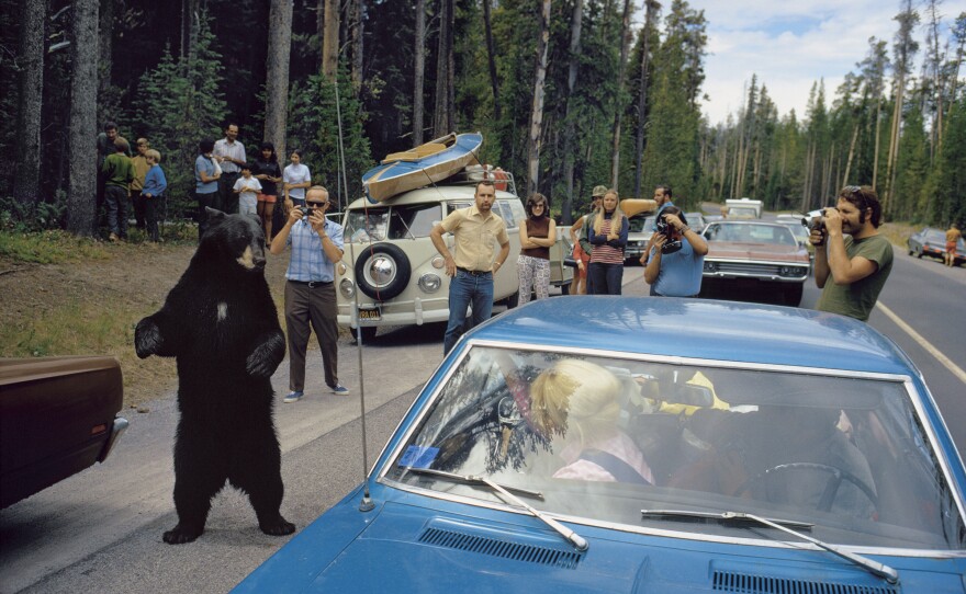 What wilderness means to people has steadily changed since Yellowstone was founded. The Park Service no longer tries to make tame spectacles of wild animals. But today, as in 1972 when this photo was taken, most visitors to the park never get far from the road and a black bear is still a reason to pull over.