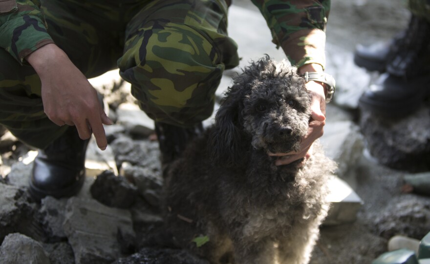 A soldier looks after a dog whose owner was reportedly killed in the earthquake that hit Taiwan early Saturday.