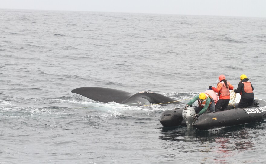 Responders use a grapple to reach the entanglement trailing behind a North Atlantic right whale. Undated photo