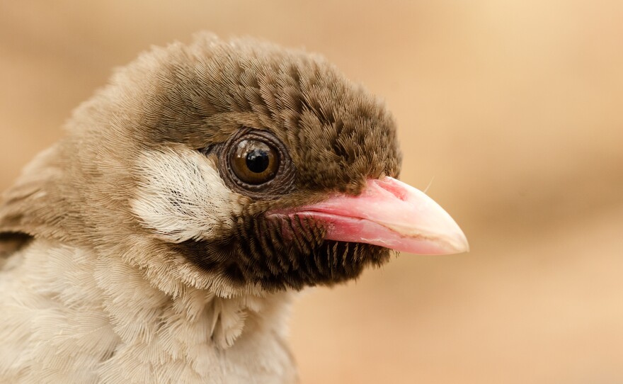 A male greater honeyguide in the Niassa National Reserve, Mozambique.