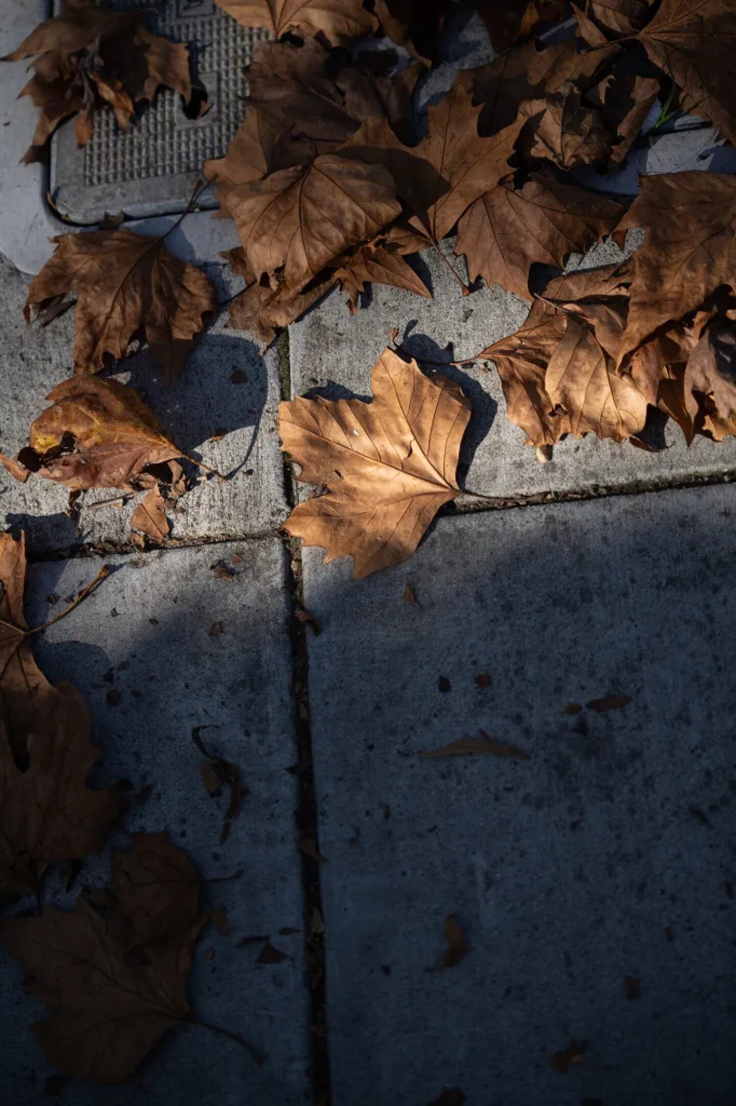 Fall leaves rest on the sidewalk outside the transitional home in Oakland where C.M., who prefers to use her initials for privacy, lives through CARE Court on Dec. 1, 2025.
