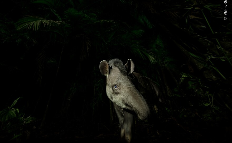 <strong>Animal Portraits Winner: </strong><em>Face of the forest. </em>Tapiraí, São Paulo, Brazil. A lowland tapir steps cautiously out of the swampy Brazilian rainforest. They rely on the forest for their diet of vegetation and in turn they act as seed dispersers — an important relationship threatened by habitat loss, illegal hunting and traffic collision.