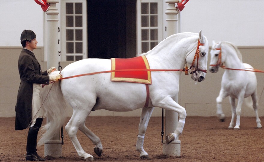 Levade Spanish Riding School, Vienna, Austria.