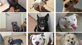 This photo shows some of the dogs rounded up in San Diego County after July 4 fireworks shows that remain unclaimed in county of San Diego animal shelters, July 18, 2017.