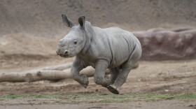 Edward, a southern white rhino calf at the San Diego Zoo Safari Park, “gets air” as he runs around and explores the exhibit yard at the Nikita Kahn Rhino Rescue Center for his first time on Aug. 19, 2019. 