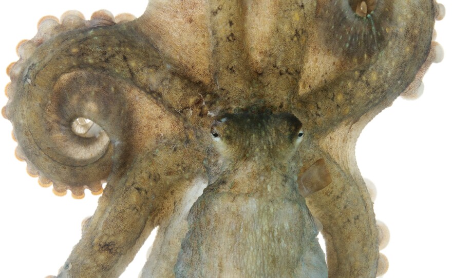 Rock Tako Octopus oliveri Specimen No. 3; mantle is 2.25 inches long; Kewalo Basin Harbor, Honolulu, Hawaii, United States