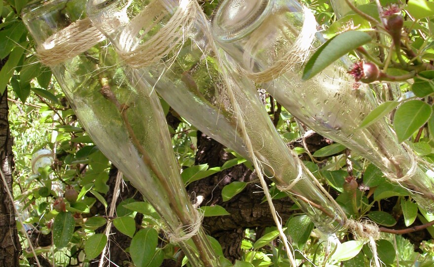 Bottles on pears dot the trees of Clear Creek Distillery in Portland, Ore.