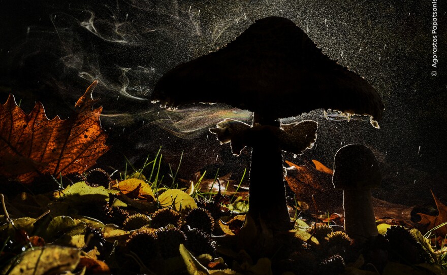 <strong>Plants and Fungi Winner: <em></em></strong><em>Last breath of autumn. </em>Mount Olympus, Pieria, Greece. Parasol mushrooms release spores from the gills under their cap. Some will land where there is moisture and food, enabling them to grow networks under the forest floor.