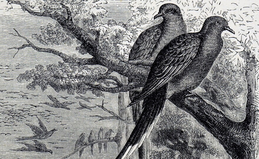 An engraving dating from the 19th century depicts passenger pigeons, once one of the most common birds in North America but now extinct because of overhunting and deforestation.