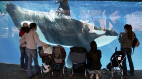 People watch through glass as a killer whale swims by in a display tank at SeaWorld in San Diego, Nov. 30, 2006. 