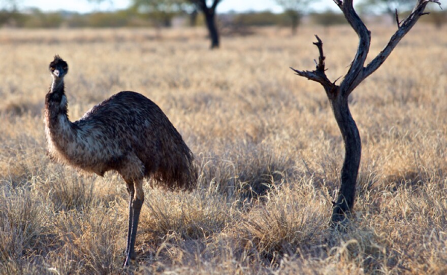 Emu