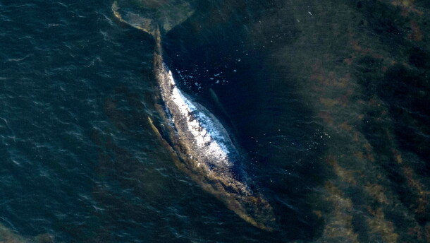 FILE - The humpback whale lays in a washed-out tub off the island of Poel, Germany, April 22, 2026. (Philip Dulian/dpa via AP, File)