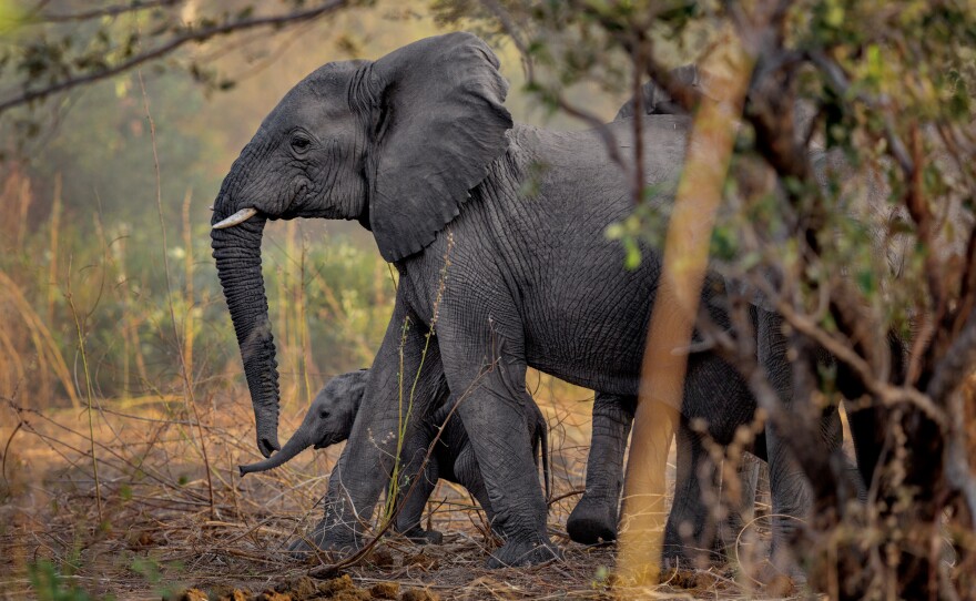 Baby elephants are a welcome sight in Zakouma National Park in Chad. Thanks to stepped-up enforcement, the park hasn't lost an elephant to poachers since 2012. Without the stress of poaching, the elephants started breeding again, and more than 40 calves have been born.