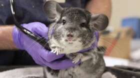 One of the chinchillas rescued by the San Diego Humane Society and SPCA is examined.