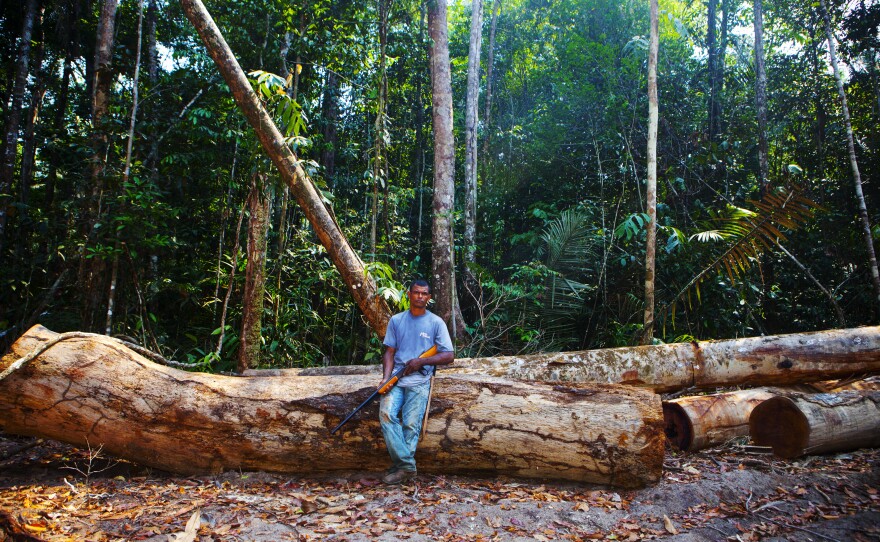 Edivaldo 'Diva' de Souza, one of the tappers, stands in a clearing in the forest amongst trees that have been felled illegally.