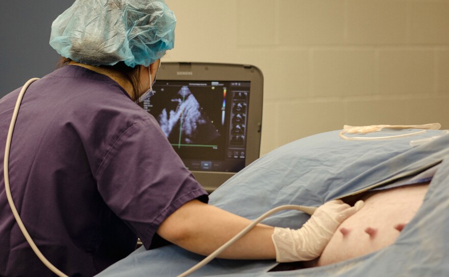 A technician scans the belly of a pregnant pig before an operation to transfer a fetus to an artificial womb.