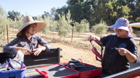 Field and restoration technician Kyle Moeller (left) and UC Davis student Tatiana Pointer prepare to maintain olive trees Thursday, July 30, 2026, at Maples Farm in Woodland.