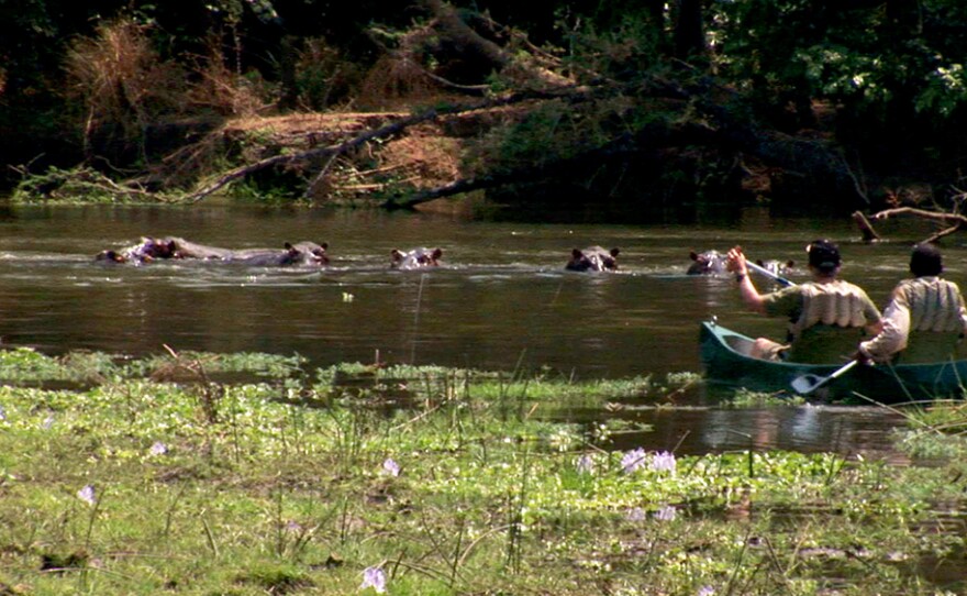 Joseph Rosendo's Zambia bush and river safari.