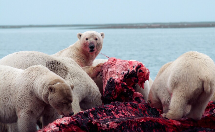 Polar bears gather to eat the fresh meat on the Kaktovic bone pile, Alaska. (foreground bear is collared with the U.S.G.S. tracking collars)