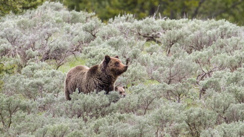 A grizzly sow and cub graze in an open meadow on June 2, 2016.