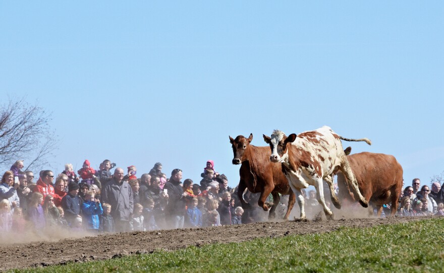 A Danish organic food group says there's a direct correlation between the event's popularity and the organic industry's success in the country.