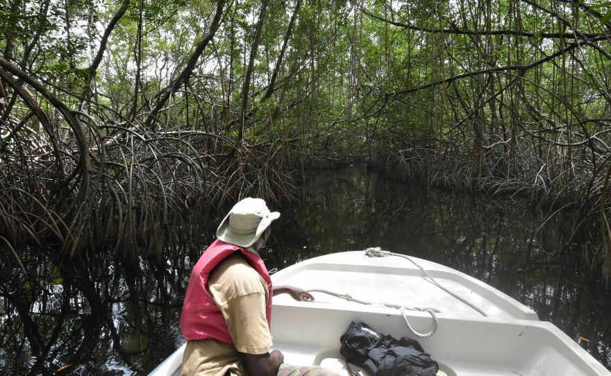 Mangroves are unique ecosystems protecting humans and wildlife. Sea level rise and more severe storms from climate change threaten them, according to a new global assessment.