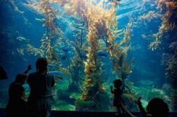 Giant Kelp Forest