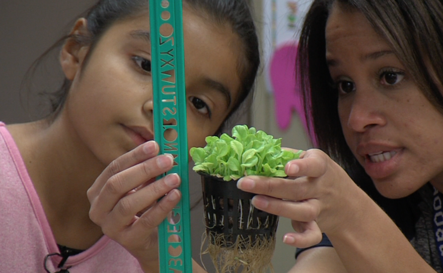 Third grade students learn to grow plants without soil at the Casita Center For Technology, Science and Math in Vista, Oct. 28, 2015.