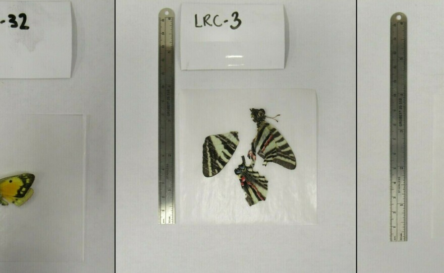 Three insect specimens are stored in a U.S. Geological Survey research lab in Kansas. They are part of the agency's Lepidoptera Research Collection. USGS is asking residents in six states to send in dead butterflies, moths and skippers so scientists can test them for contaminants.