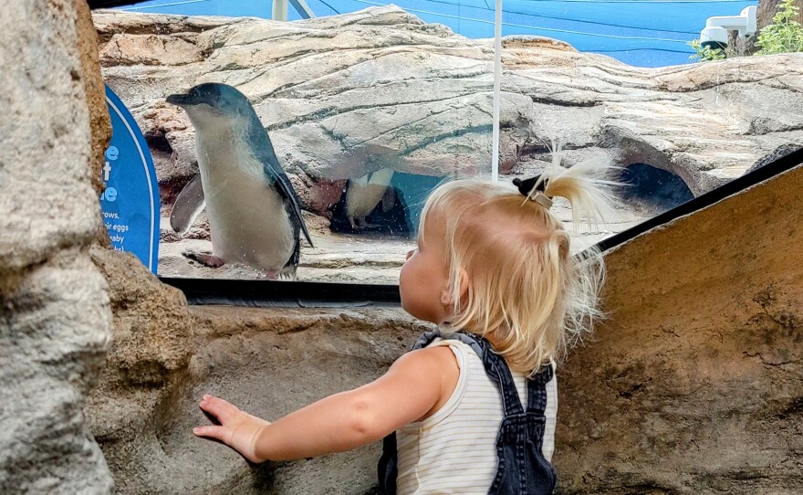 Riley Kerber, 1, looking at Magic, a little blue penguin, on exhibit at the Birch Aquarium, July 11, 2022.