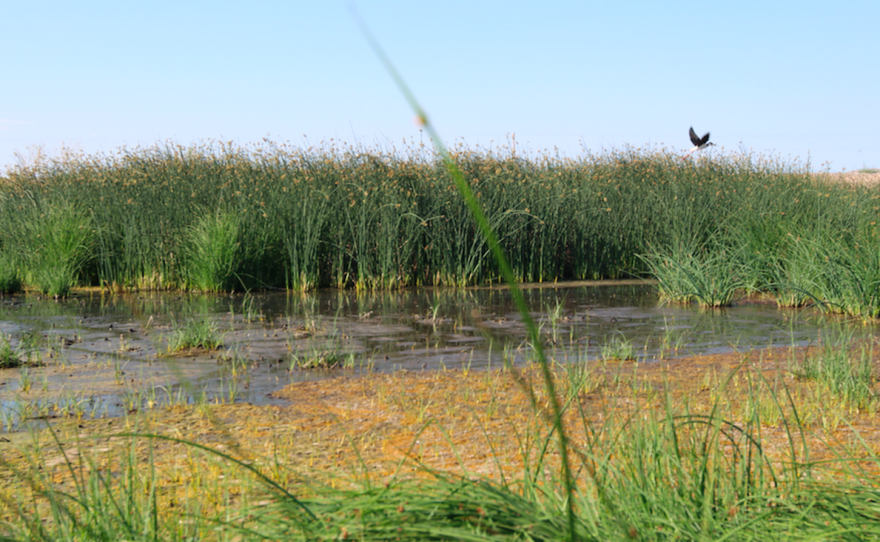 A black-necked stilt takes off from a marsh beside the water treatment plant adjacent to the BJ Bishop Wetland, Presidio, Texas. Their song now echoes across the new man-made wetland.