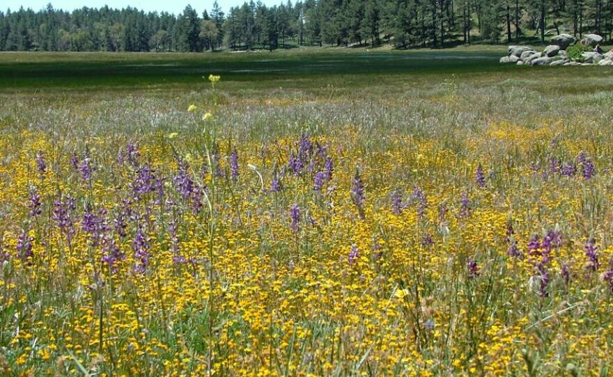 A meadow covered in wildflowers in the Cleveland National Forest in San Diego County.