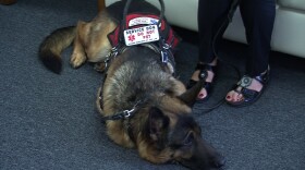 Service dog Valko rests at the feet of his owner Susan White. White has cerebral palsy and uses Valko to help her balance.