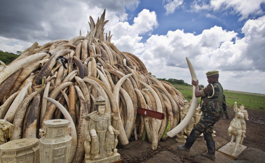 A ranger from the Kenya Wildlife Service adjusts the positioning of tusks on one of around a dozen pyres of ivory, in Nairobi National Park, Kenya April 28. The wildlife service has stacked 105 tons of ivory consisting of 16,000 tusks, and 1 ton of rhino horn, from stockpiles around the country, in preparation for it to be torched on Saturday.