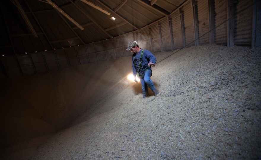 Grain operations manager Austin Clubb, wearing a body harness for safety, gazes into the "cone" inside a massive grain bin at Amana Farms in Homestead, Iowa. Cones, which can trap workers, form in the flowing grain as it's drained from bins.