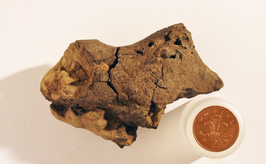 This rock was found on a British beach. Some scientists believe it could contain fossilized brain tissue.