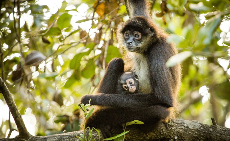 Spider monkeys (Ateles geoffroyi) spend their lives high up in the canopy of rainforests in South America. They have the perfect adaptation for tree-top life: a muscular tail which acts as an extra limb.