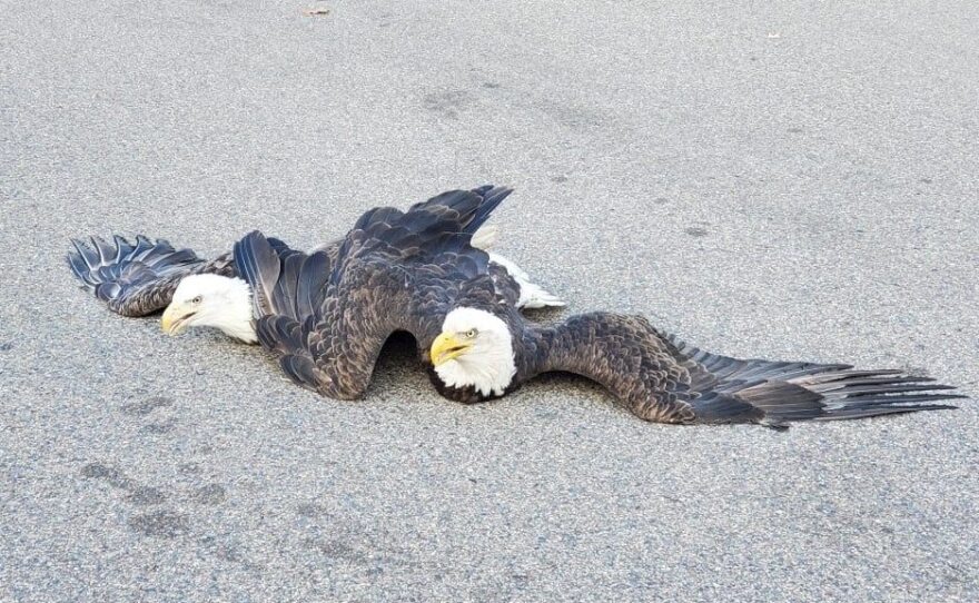 Two bald eagles entangled after a fight in Plymouth, Minnesota.