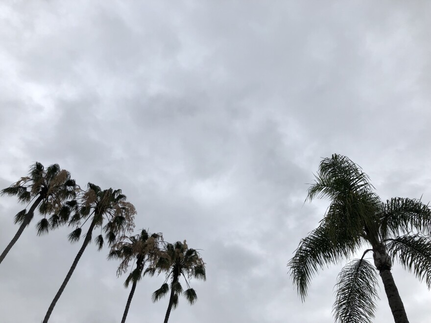 Palm trees in front of a cloudy sky in San Diego, Calif. Aug. 10, 2023.