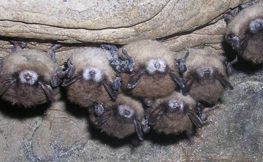 This undated photo released by the N.Y. State Department of Environmental Conservation, shows bats in a cave. Millions of bats are dying off from a fungal disease called White Nose Syndrome.
